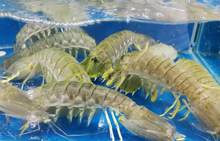 海鲜怎么进口报关？有哪些注意事项？